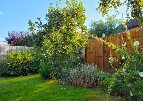 Fruit trees backyard