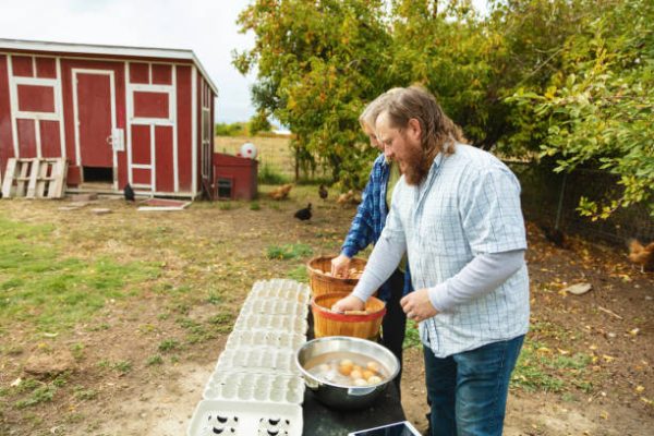 What You Need to Know Before You Start a Homestead