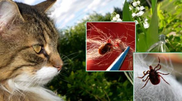 How to Keep Critters away from your Beautiful Home
